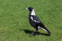 Australian Magpie